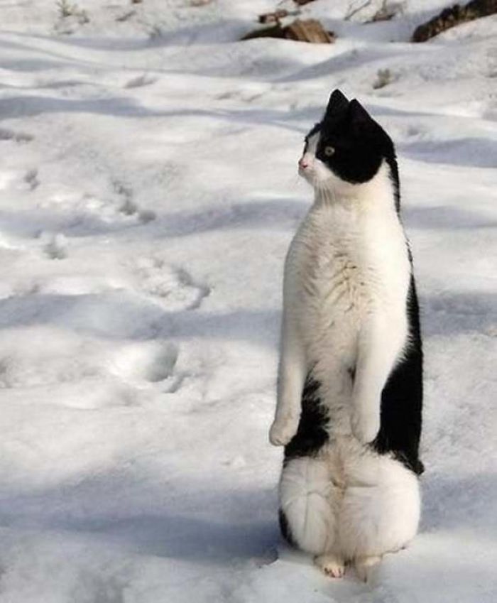 Cats-Standing-Like-Penguins