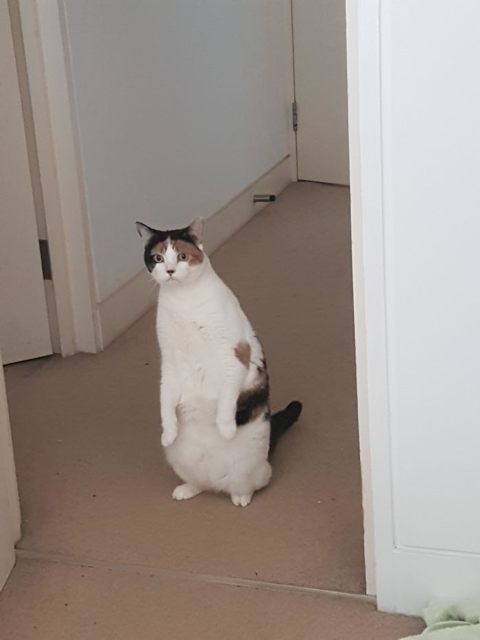 Cats-Standing-Like-Penguins