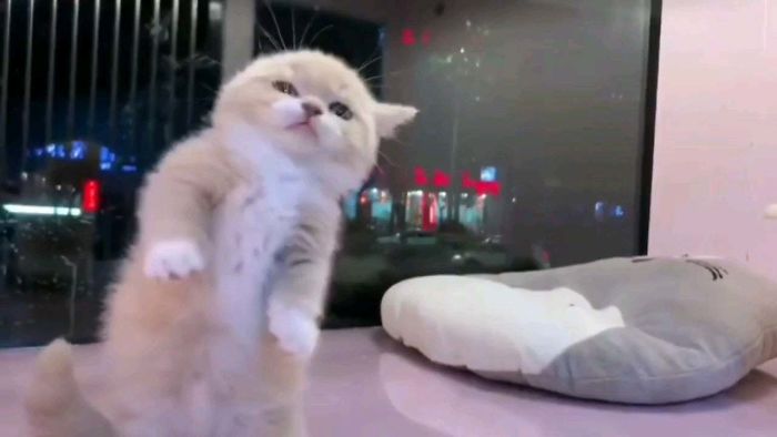 Cats-Standing-Like-Penguins