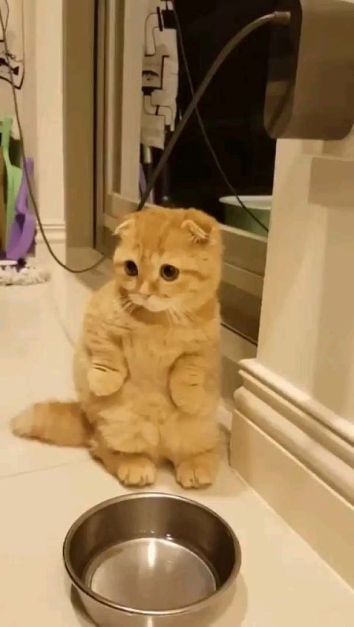 Cats-Standing-Like-Penguins