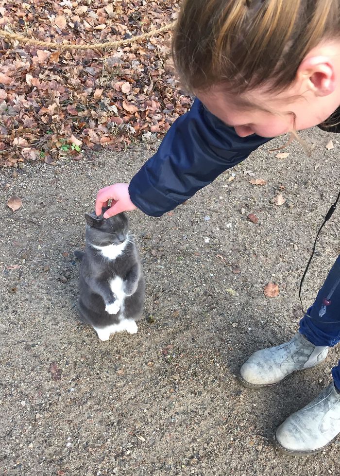 Cats-Standing-Like-Penguins