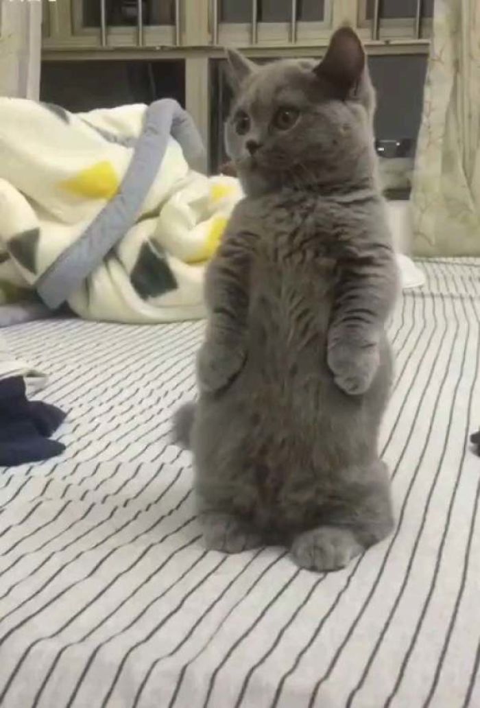 Cats-Standing-Like-Penguins