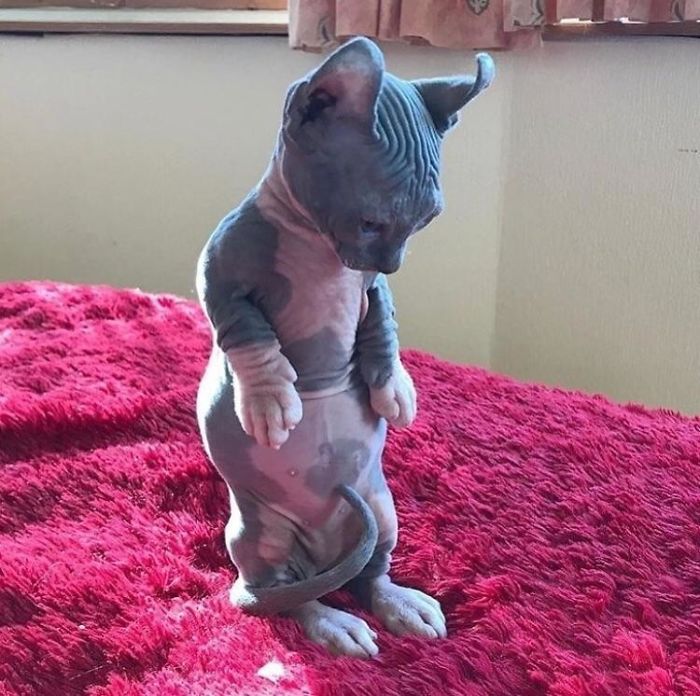 Cats-Standing-Like-Penguins