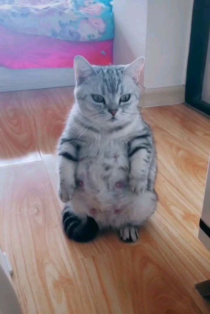 Cats-Standing-Like-Penguins