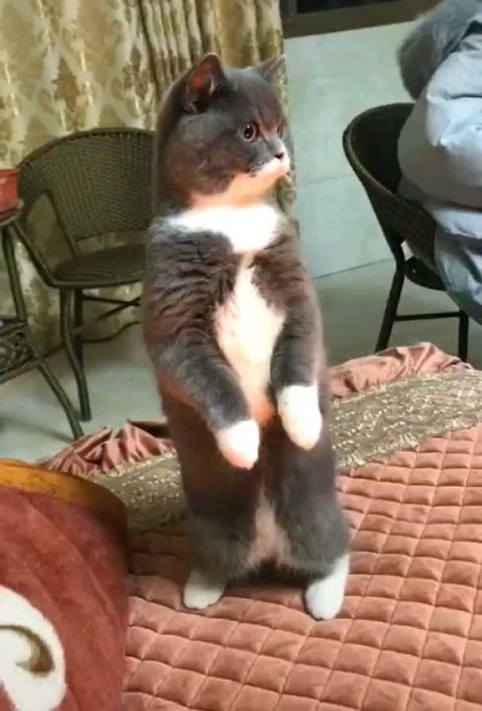 Cats-Standing-Like-Penguins