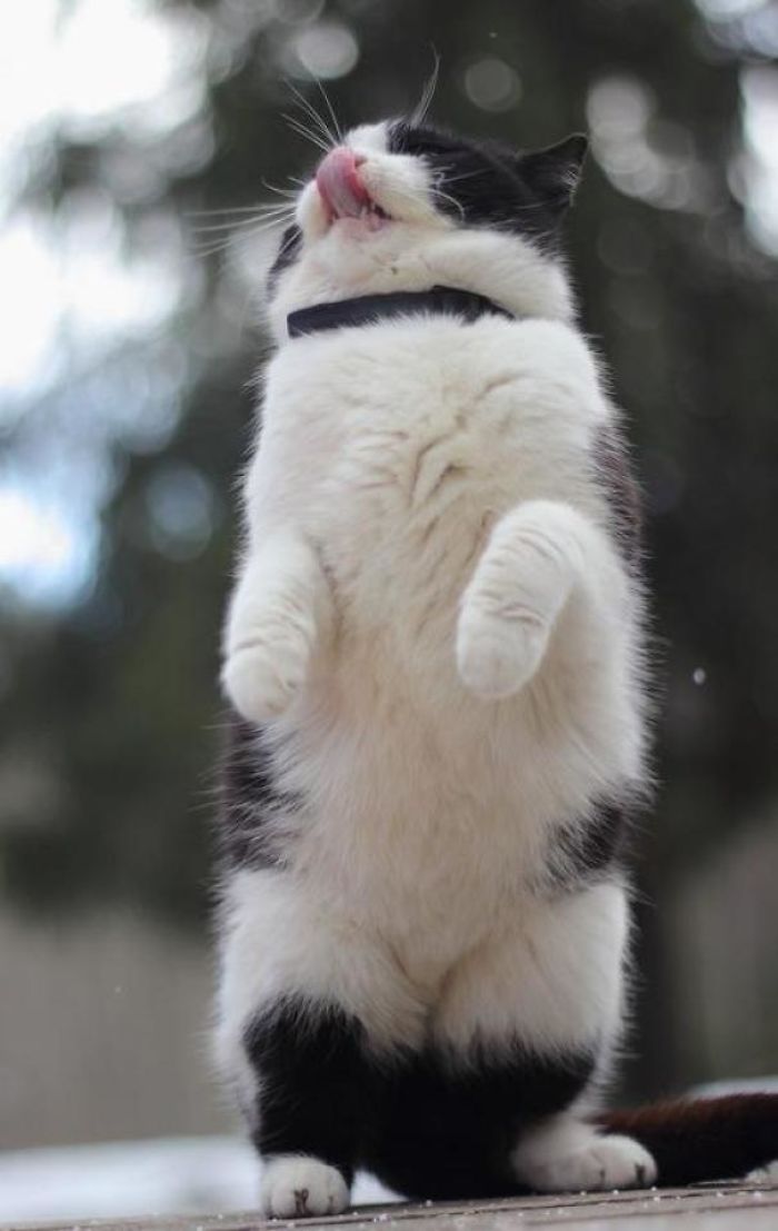 Cats-Standing-Like-Penguins