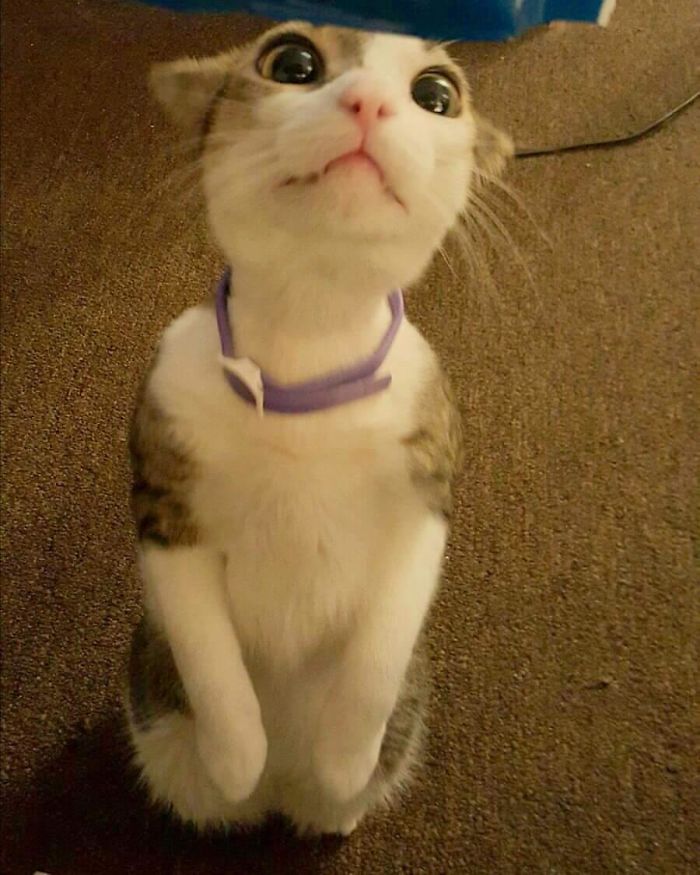 Cats-Standing-Like-Penguins