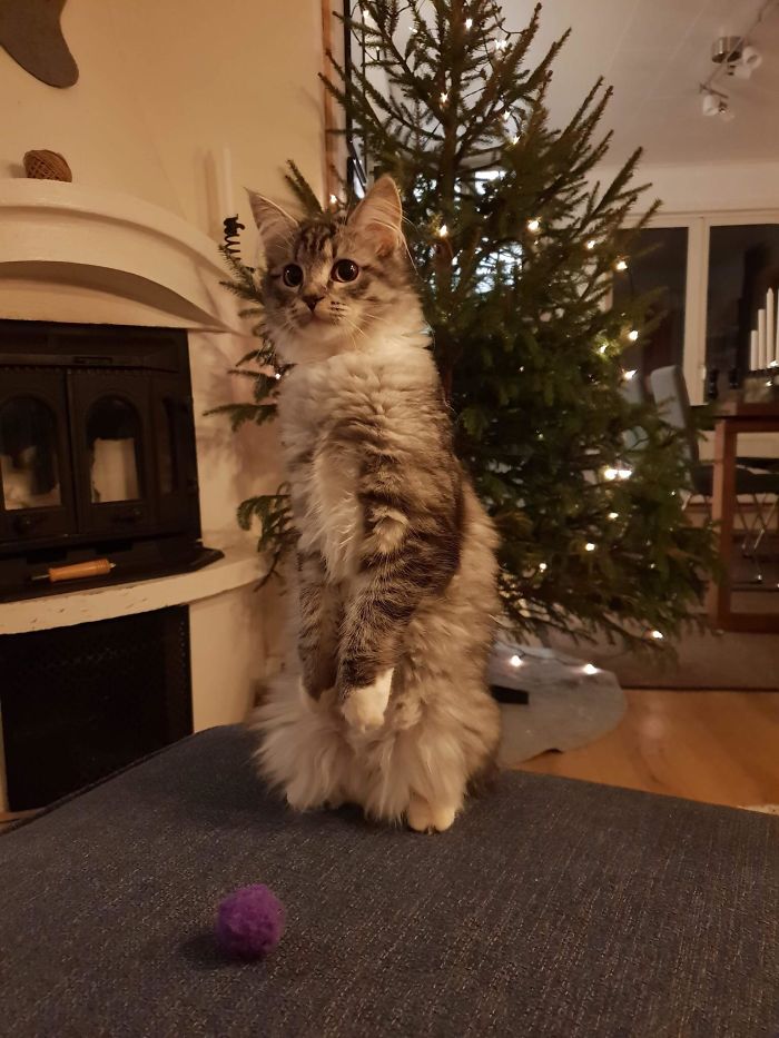 Cats-Standing-Like-Penguins