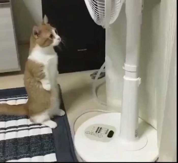 Cats-Standing-Like-Penguins