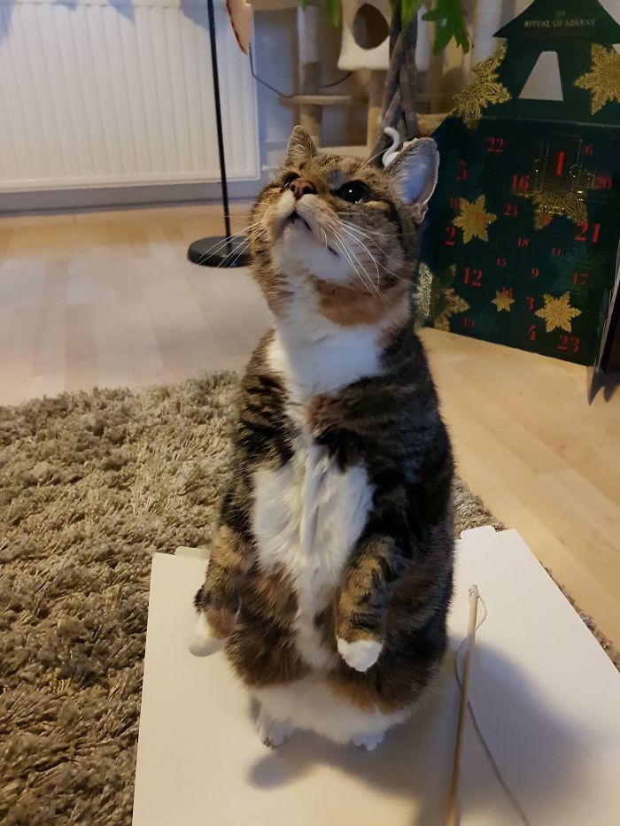 Cats-Standing-Like-Penguins