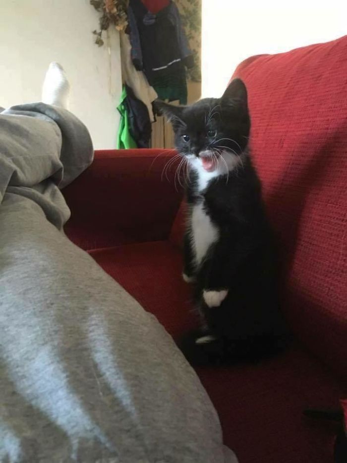 Cats-Standing-Like-Penguins