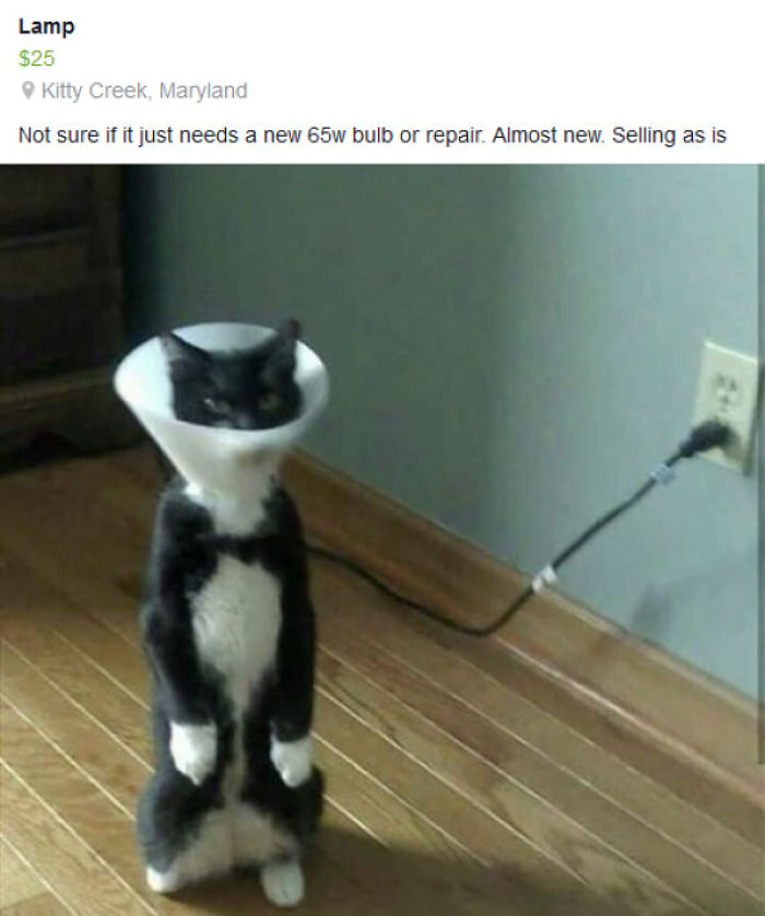 Cats-Standing-Like-Penguins