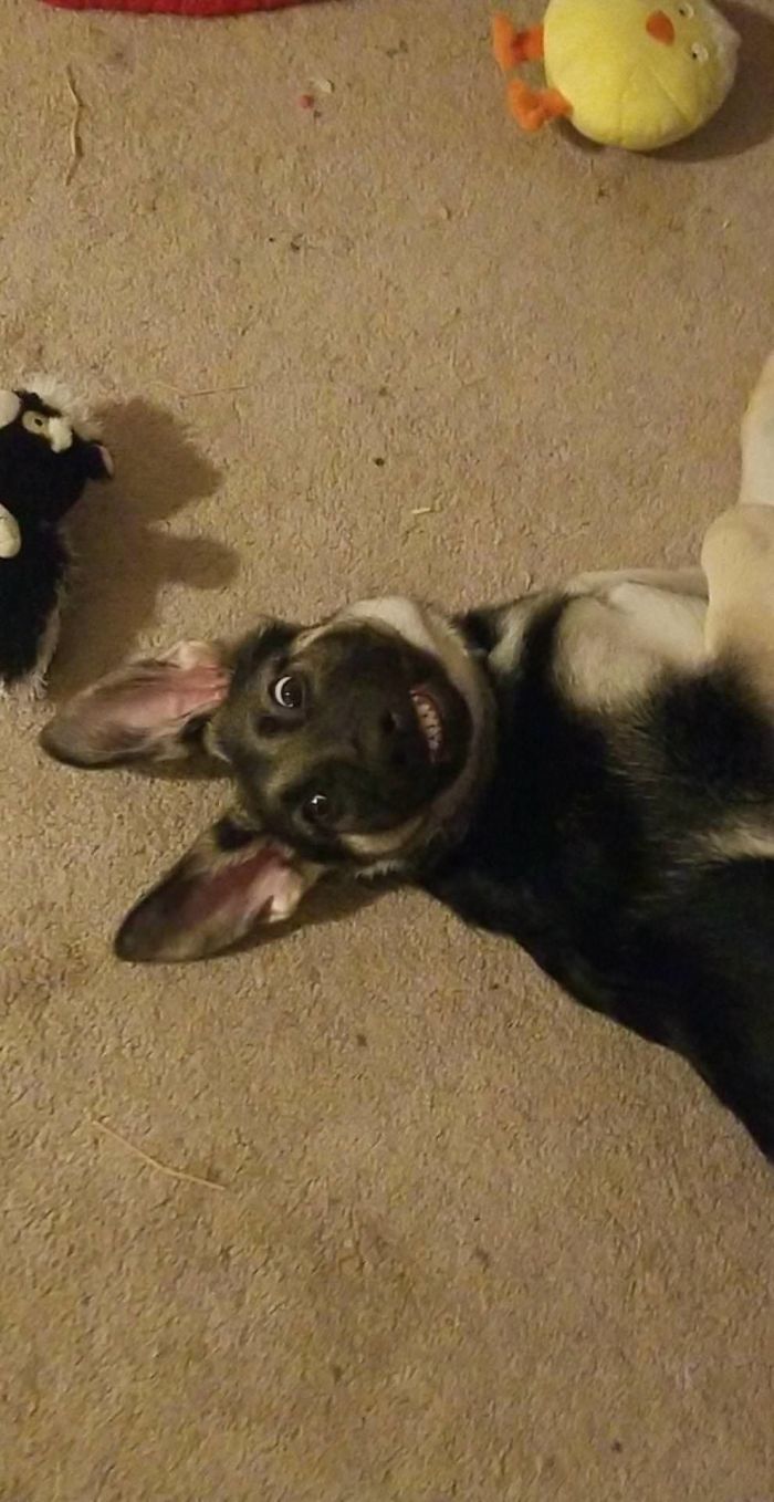 My GF Texted Me, "Having A Bad Day At Work", The Puppy Responded With This, When I Told Her We Were Taking A Picture For Mom