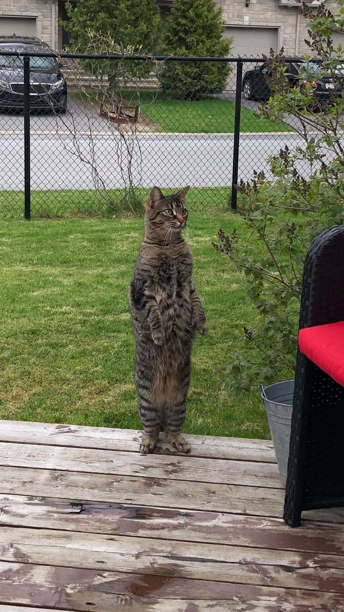 Cats-Standing-Like-Penguins