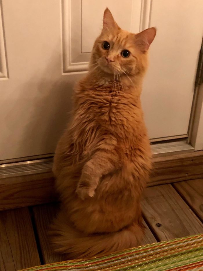 Cats-Standing-Like-Penguins