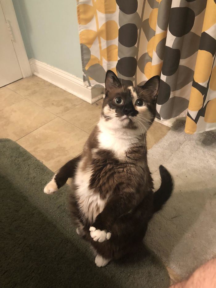 Cats-Standing-Like-Penguins