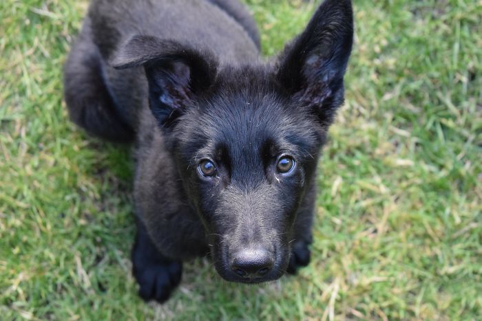 My Boy, Enzo, The Black German Shepherd Puppy Who’s Stolen My Heart