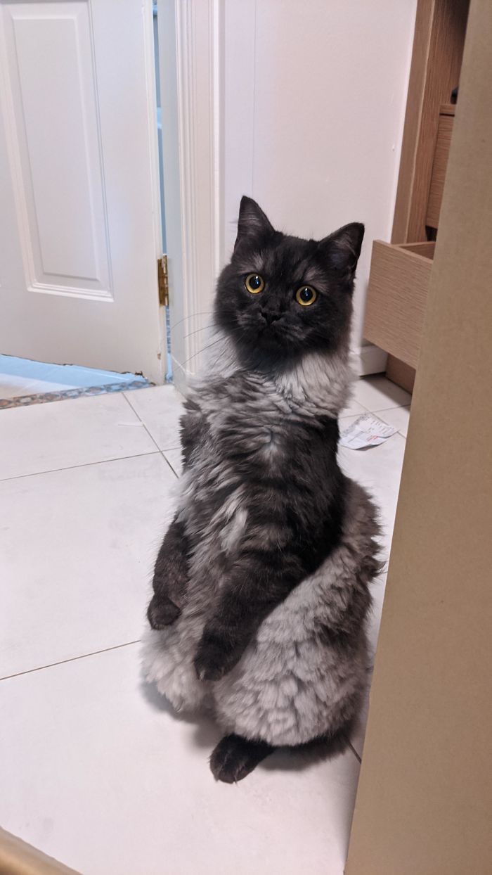 Cats-Standing-Like-Penguins