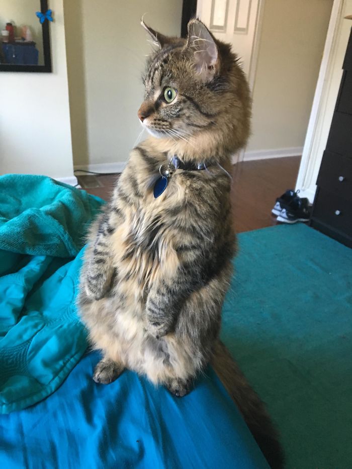 Cats-Standing-Like-Penguins