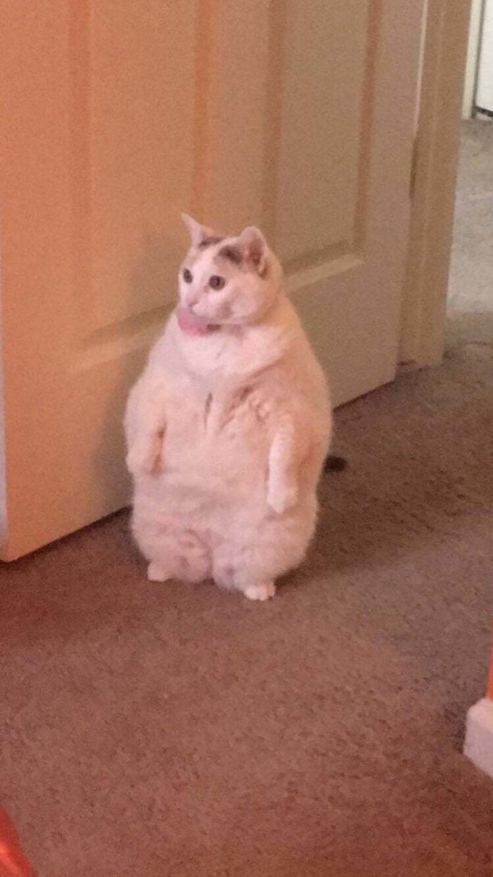 Cats-Standing-Like-Penguins