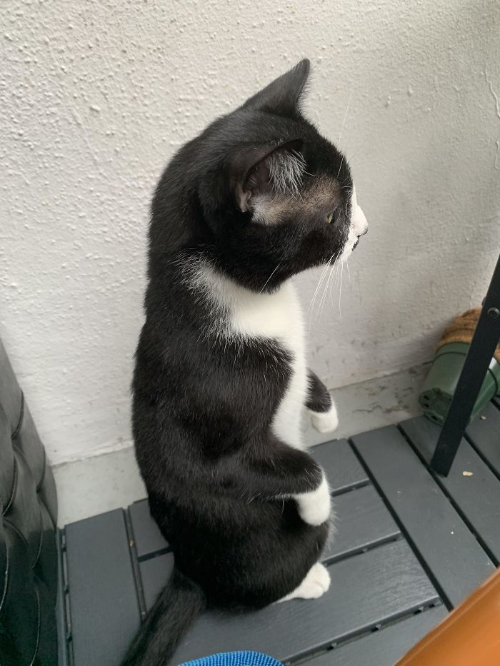 Cats-Standing-Like-Penguins