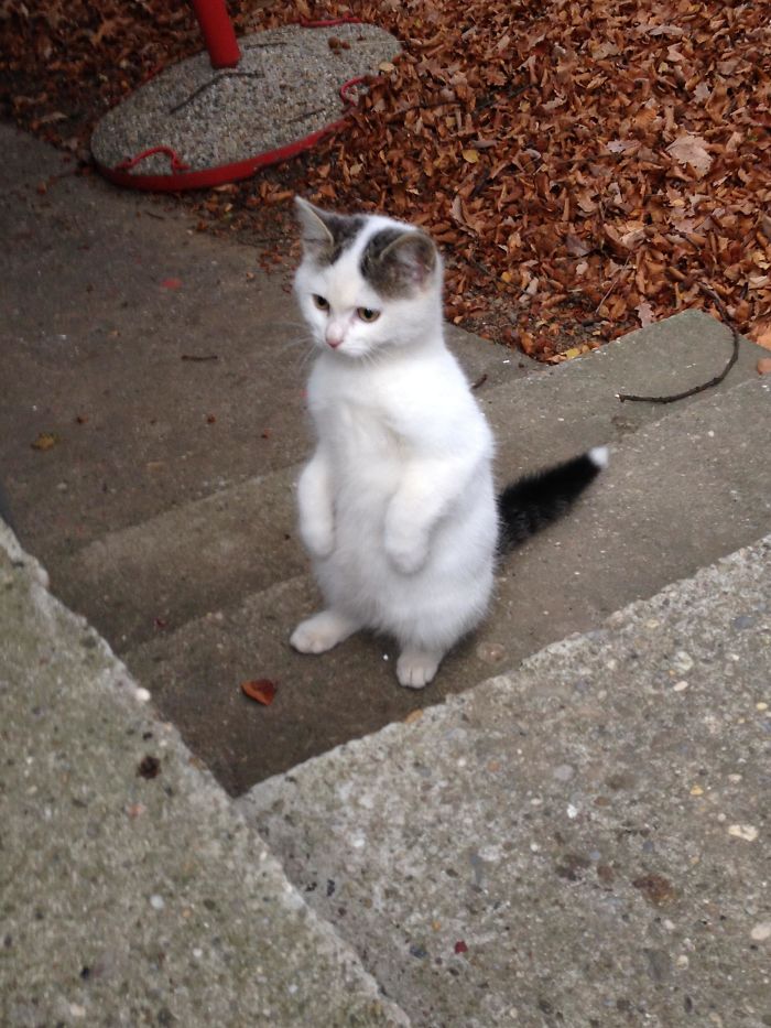 Cats-Standing-Like-Penguins