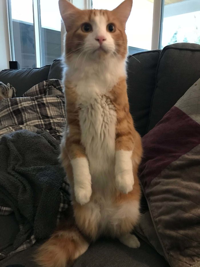 Cats-Standing-Like-Penguins