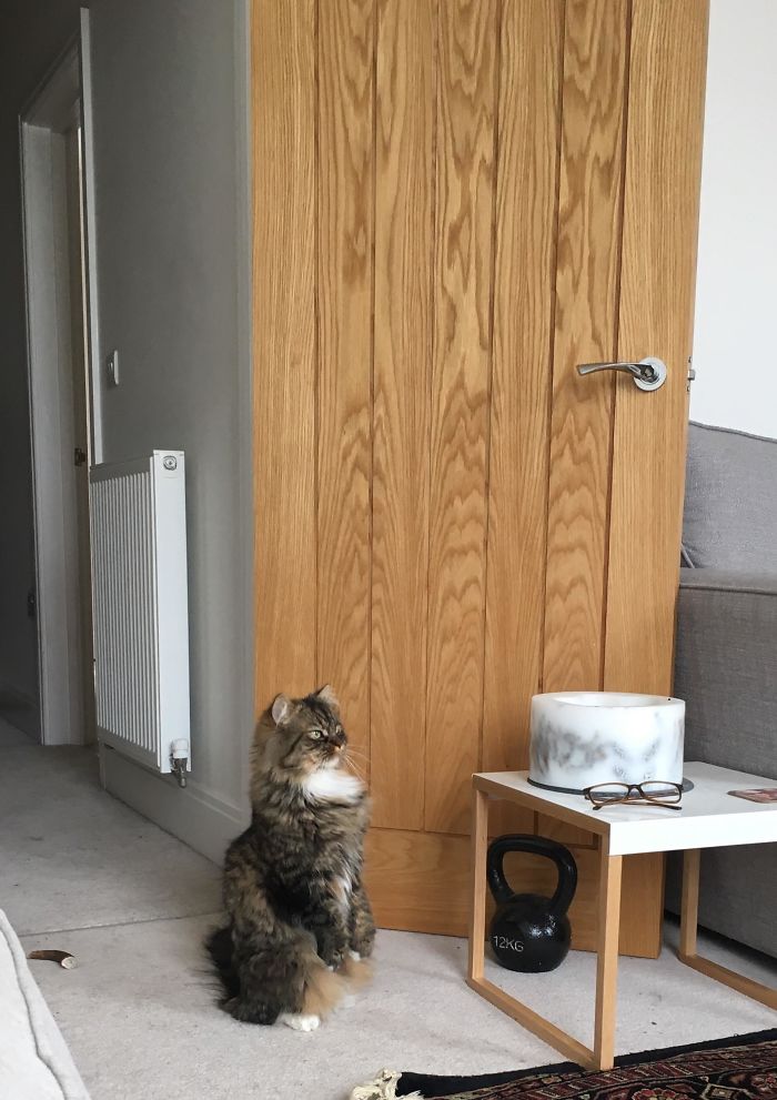 Cats-Standing-Like-Penguins