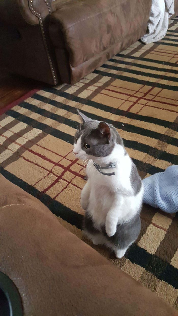 Cats-Standing-Like-Penguins