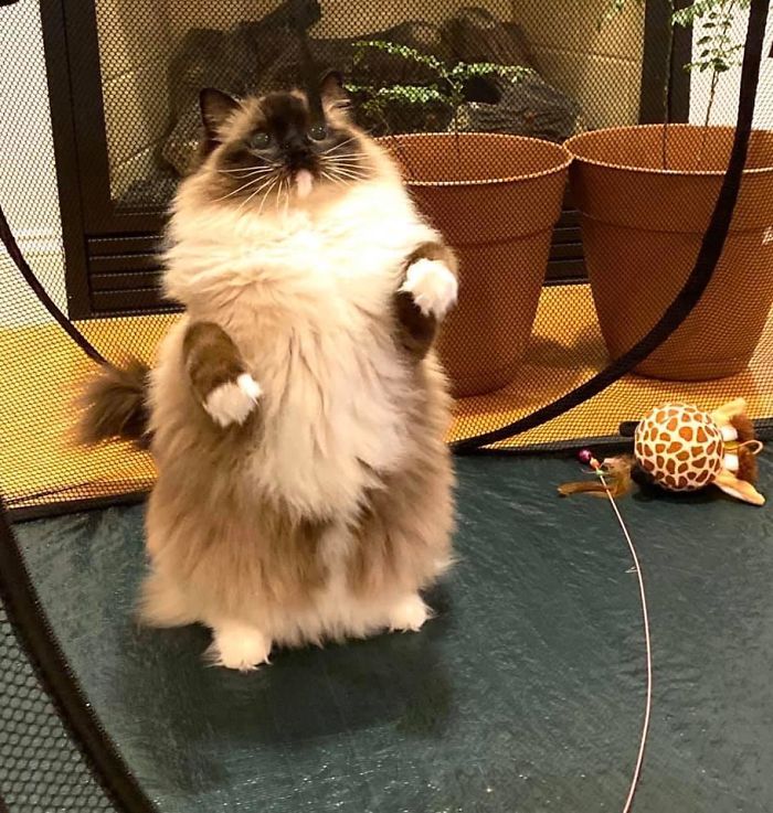 Cats-Standing-Like-Penguins