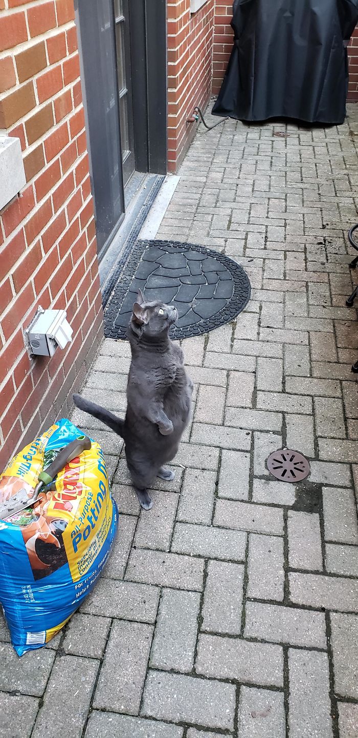 Cats-Standing-Like-Penguins