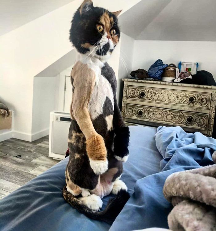 Cats-Standing-Like-Penguins