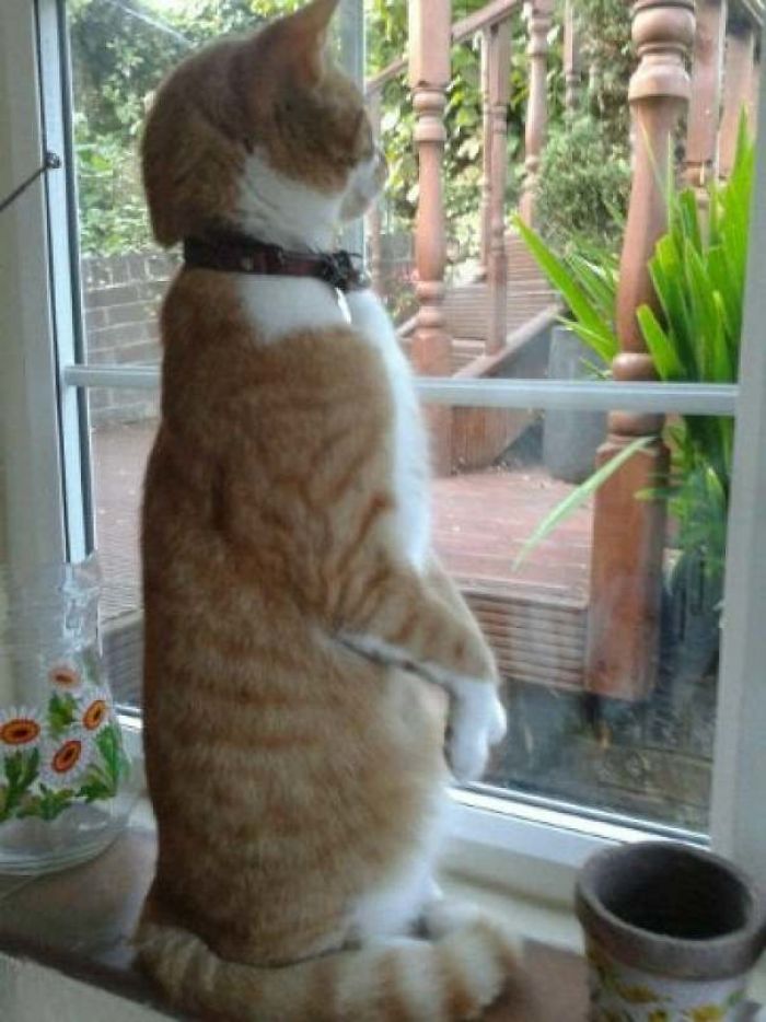 Cats-Standing-Like-Penguins