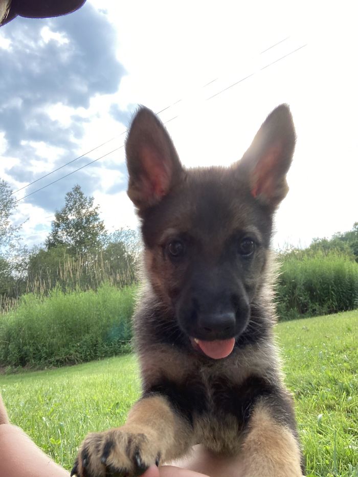 Cute Puppy Sticking Her Tongue Out