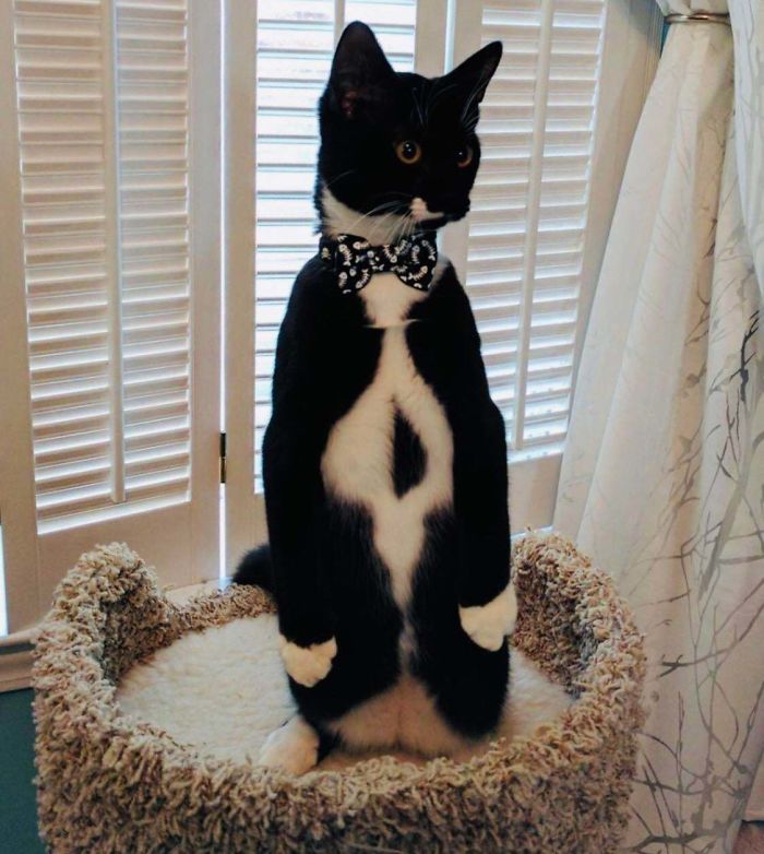 Cats-Standing-Like-Penguins