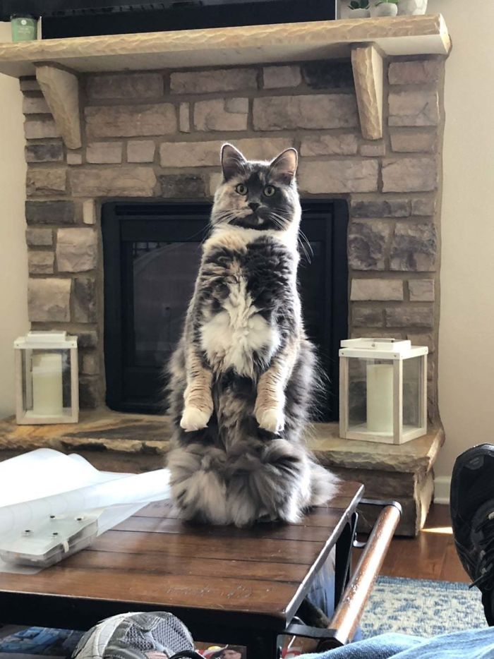 Cats-Standing-Like-Penguins