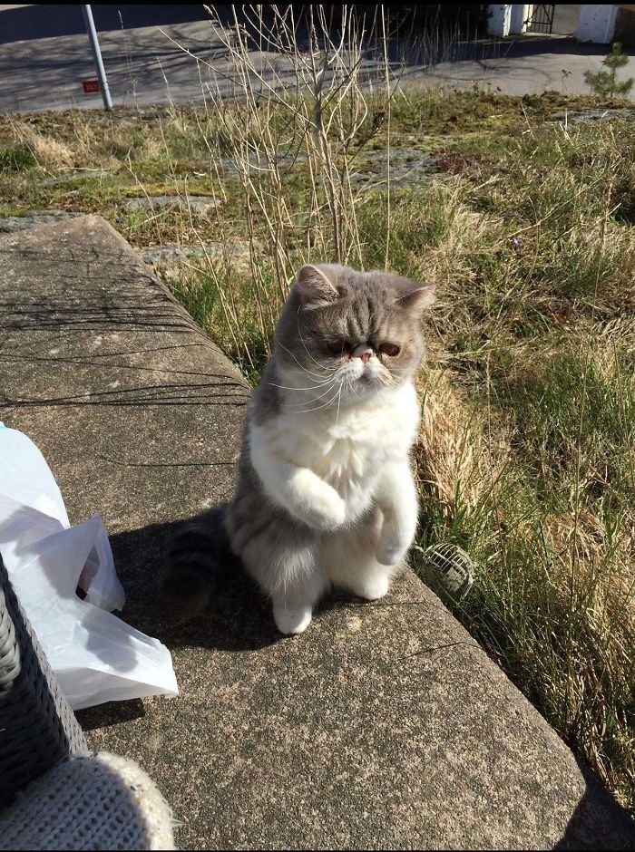 Cats-Standing-Like-Penguins