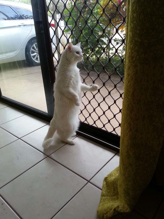 Cats-Standing-Like-Penguins
