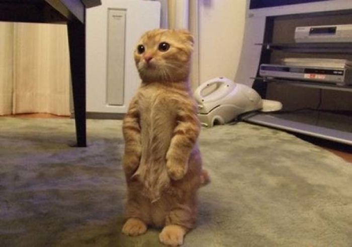 Cats-Standing-Like-Penguins