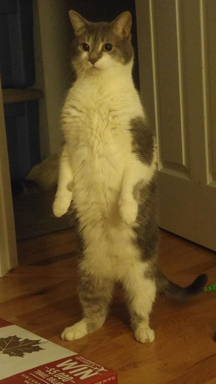 Cats-Standing-Like-Penguins