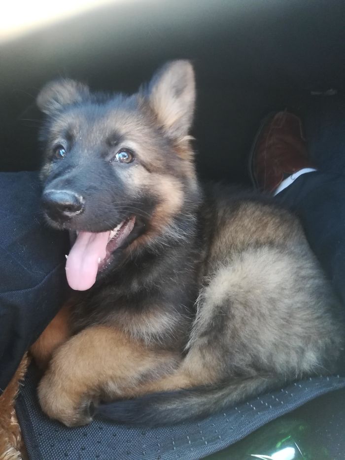 Got My German Shepherd Puppy A Few Weeks Ago She Settling In So Well And Learning So Fast