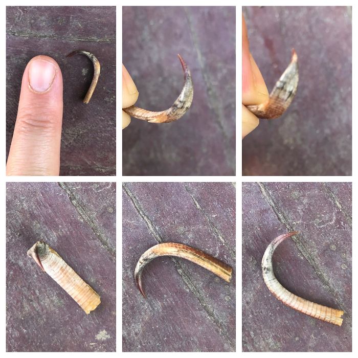 Pulled This Out Of My Shoe, Sierra Foothills Tulare Co.