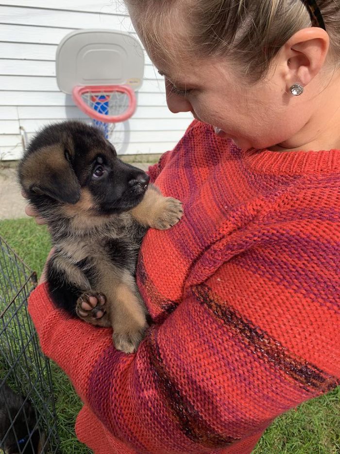 My Wife And I Met The Little Puppy That We'll Be Bringing Home In A Couple Of Weeks. They're Already Conspiring Against Me