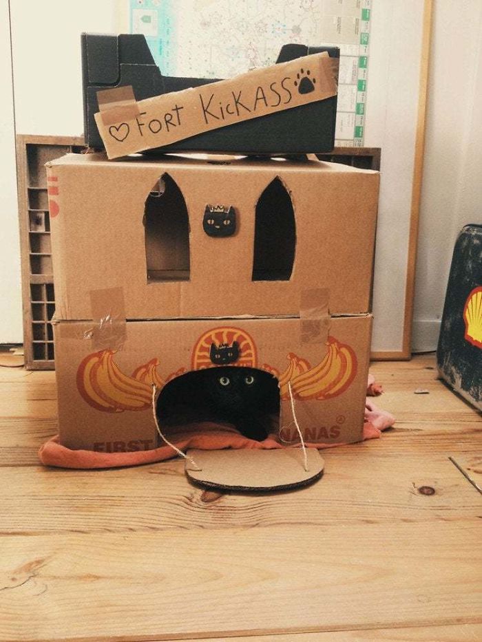 I Made A Fort For My Cat Stoffel