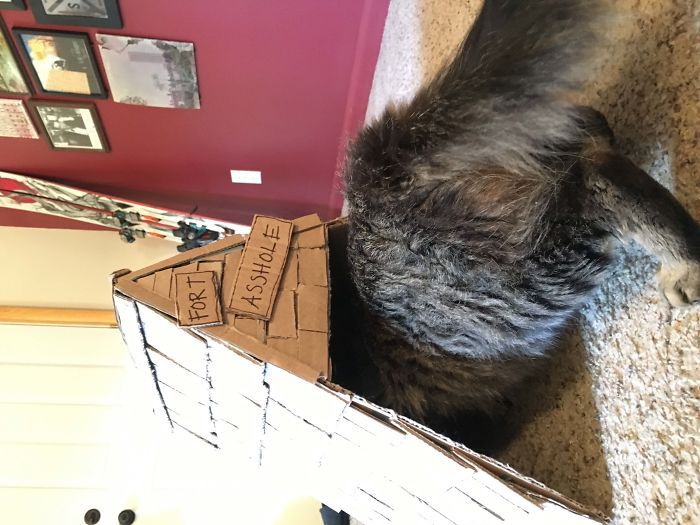 My Wife Built Our Cat A Fort Out Of An Old UPS Box.