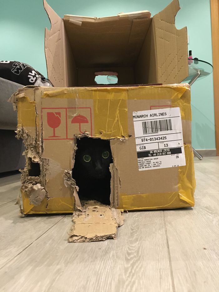 I Build My Cat A Fort Every Now And Then, They Don’t Last Long But He Has His Fun.