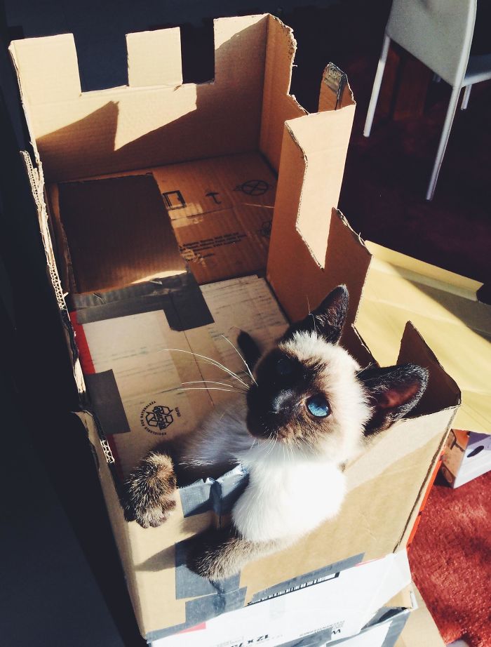 Just Chilling In Her Little Fort