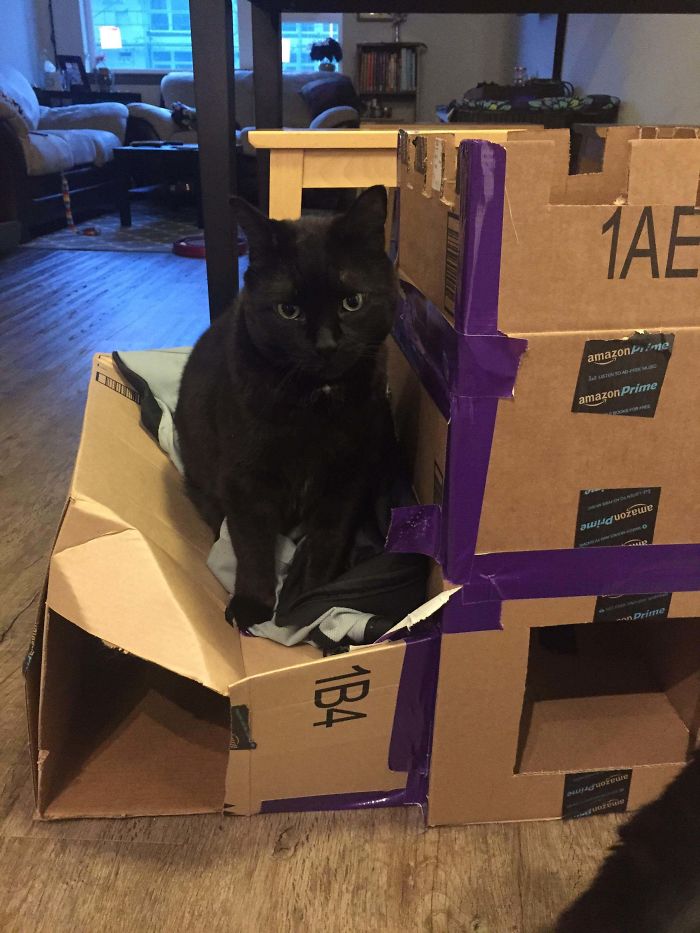 Black cat sitting inside a handmade cardboard fort built from Amazon boxes as an ecological solution for cats.