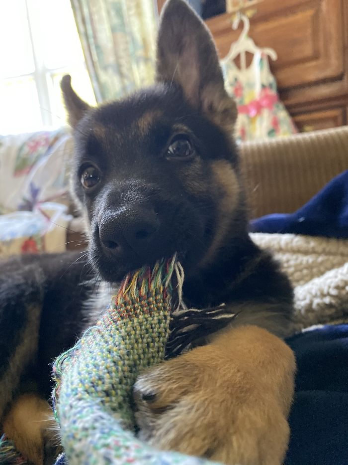Meet Kugo, Our 2-Month-Old German Shepherd