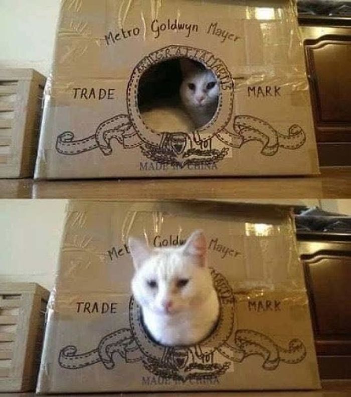 White cat peeking from a cardboard fort designed with a handmade Metro Goldwyn Mayer logo illustration.